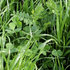 Tips for a successful grass-clover meadow