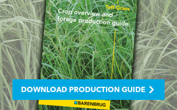 Barenbrug Export Biz Eragrostis Tef