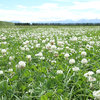 Re-learning the lost art of cultivating clover