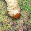 Total approach works against grubs