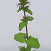Staggerweed (Stachys arvensis)