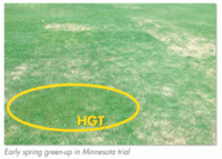 Barvette HGT provides early color and growth