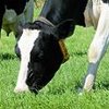Mere mælk og sundere køer med GreenSpirit•Struktur