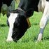 Mere mælk og sundere køer med GreenSpirit•Struktur