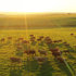 BarTech - April 2021 - Spring grassland