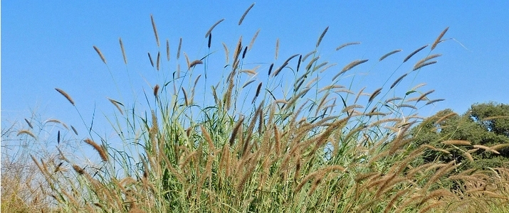 Barenbrug Forage Products Pasture Grasses Subtropical
