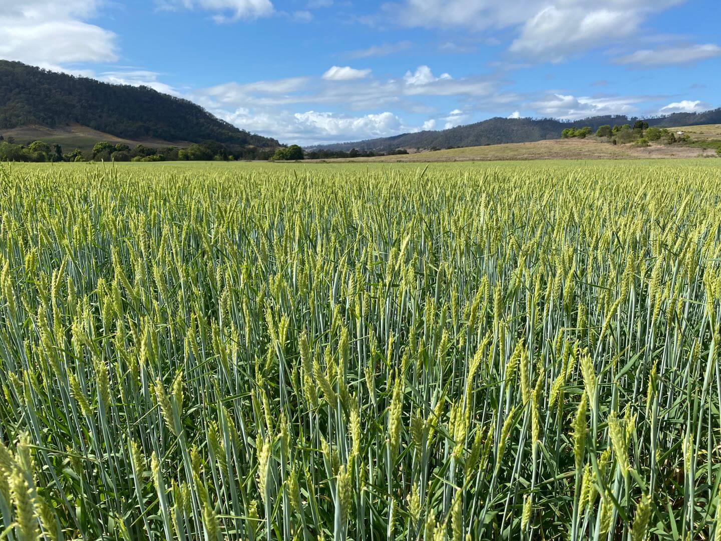 Barenbrug Australia // Forage & Pasture > Forage Crops > Forage Barley