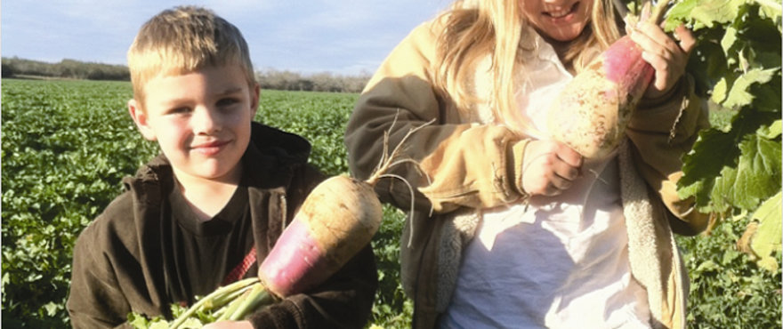 turnips