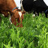 Gras-voederkruiden voor duurzame melkveehouderij