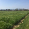 Grass to diversify the arable rotation