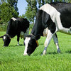 Focus auf Qualität der Futtergräser verringert die Futterkosten für Milchviehbetriebe