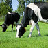 Focus auf Qualität der Futtergräser verringert die Futterkosten für Milchviehbetriebe