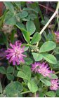 Trifolium resupinatum