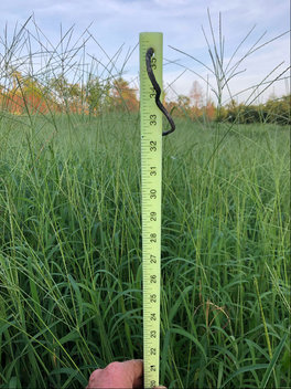 Mojo Forage Crabgrass growing height