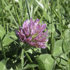 Eight benefits of red clover