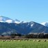 North Canterbury sheep & beef - Pasture & crop options after drought