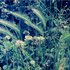 Barley grass (Critesion sp.)