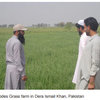 Australian seeds help improve forage pastures in Pakistan