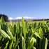 NZ’s newest plantain wins in winter