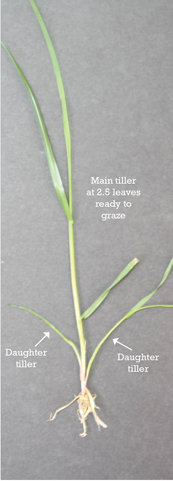 How to graze ryegrass correctly