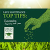 How to Overseed Your Lawn