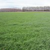 This summer, green means go take a much closer look at pasture composition & quality