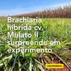 Brachiaria híbrida cv. Mulato II se destaca em estudo por seu desenvolvimento radicular e produção de massa seca de raiz
