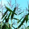 DLV Plant verwelkomt Barraco op de maisrassenlijst