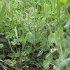 Green manure cover crops contain cereals and legumes to provide a balance in plant size and growth to give soil stabilisation