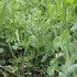 Green manure cover crops contain cereals and legumes to provide a balance in plant size and growth to give soil stabilisation