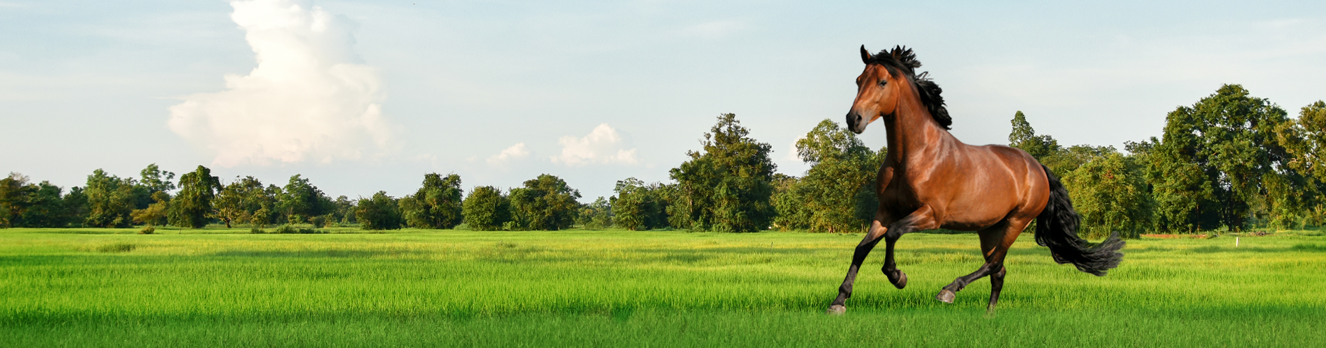 Best mower online for horse pasture