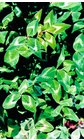 Trifolium vesiculosum