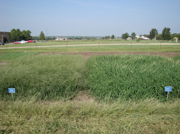 Impact Forage Crabgrass Seed Test Plots in Ardmore, OK