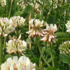 Successful clover growing? Here's how!