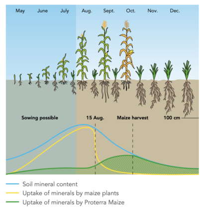 Proterra Maize // Cover crops > Products > Grasses