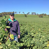 Forage crops deliver positive returns for Sunny Point