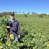 Forage crops deliver positive returns for Sunny Point