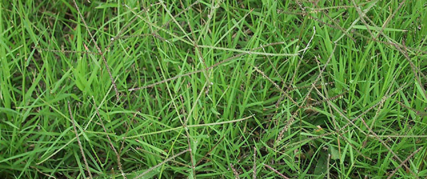 Barenbrug Cynodon Dactylon