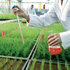 Bæredygtig græsdyrkning gennem forskning