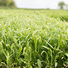 Grass & Forage for Drought & Flood Prone Areas