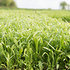 Grass & Forage for Drought & Flood Prone Areas
