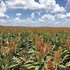 'Sow The Revolution’ to benefit corn and sorghum growers