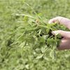 Clover increases protein content and grass yield
