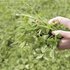 Clover increases protein content and grass yield