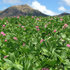 In clover: new red bred for better grazing