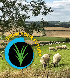 Barenbrug grass shop seed