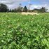 Bred for grazing – new red clover available for autumn