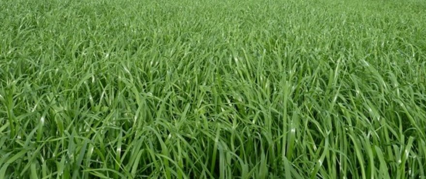 Barenbrug Luxembourg // Futterpflanzen > Produkte > Gras-Arten