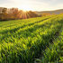 A Look at Spring 2025 Grass Growth A Look at Spring 2025 Grass Growth