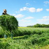 Koszenie trawy BARENBRUG  - Siew bezorkowy po kukurydzy